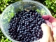 preparing for a blueberry cake