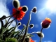 far from opium