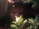 "did my guppy grew this week?"