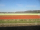 in the train between The Hague and Amsterdam 