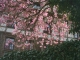 Spring pink