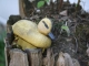 A conversation about rubber duckies