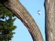 Montgolfiera