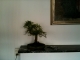 a tree of love