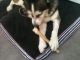 them bones