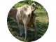 cowpee