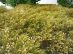 Bosque 2