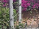believe it or not, there was a very sweet blue bird in this tree. Just wen I was clicking the button, he just went away!!!!