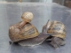 Papa Snail, Mama Snail and Baby Snail!!!