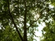 the smell between the trees