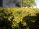 Verde1