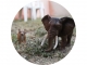 toyland animaux