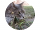 attackcat