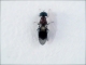 Some bug.......