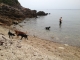 remon and his dogs