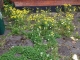 Concrete garden