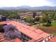 My bike is under that jacaranda
