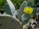 Natural contrasts