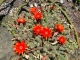Remind me of corals