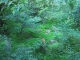 A deer!