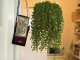 hang-out