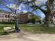 a big friendly tree