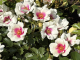 rosarium 