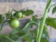 My tomatos coming of age