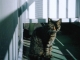 mr.205 left his cat alone.