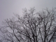 ash gray go away!