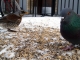 birdie nam nam